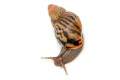 Lissachatina zanzibarica type 5 juvenil